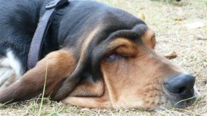 Iedereen, inclusief Olivier is lui.